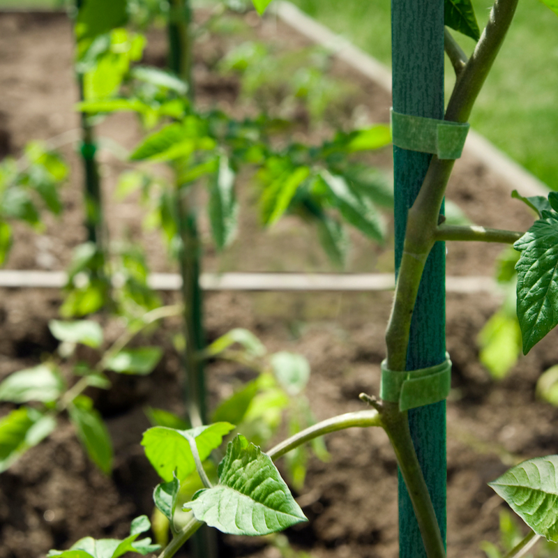 Plant Stix 60cm pack of 25